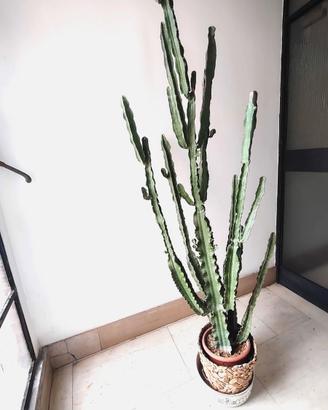 Cactus - Pianta grassa
