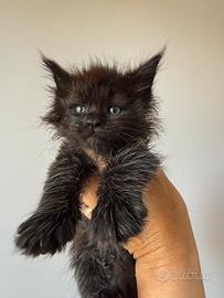 Cuccioli di Maine Coon alta genealogia
