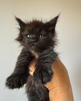 Cuccioli di Maine Coon alta genealogia