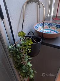 piante
