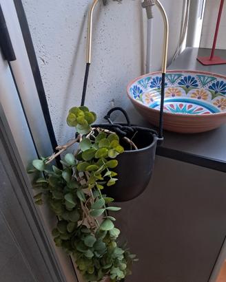 piante