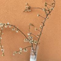 Vaso artistico IVET Italy leggi descrizione