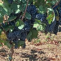 Vigneti 4 ettari primitivo susumaniello