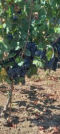 Vigneti 4 ettari primitivo susumaniello