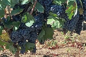 Vigneti 4 ettari primitivo susumaniello