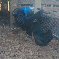 Galline pulcini ornamentali