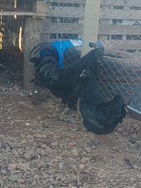 Galline pulcini ornamentali