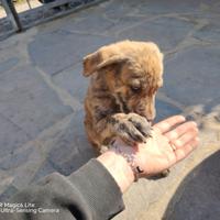 Cucciole cani 1 mese e mezzo