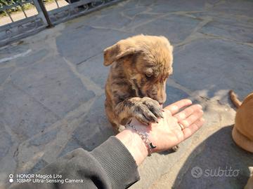 Cucciole cani 1 mese e mezzo