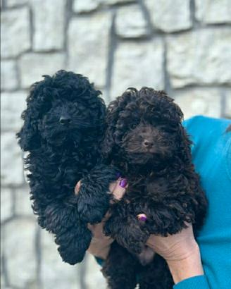 Barboncini Toy nero e marrone