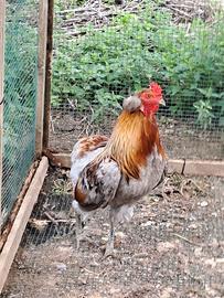Coppia Araucana 2025