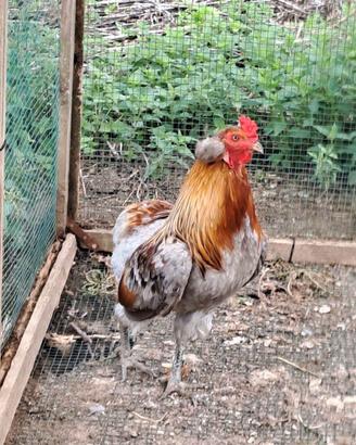 Coppia Araucana 2025