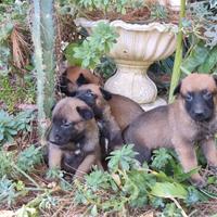 Cuccioli Pastore Belga Malinois a Caserta