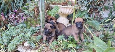 Cuccioli Pastore Belga Malinois a Caserta