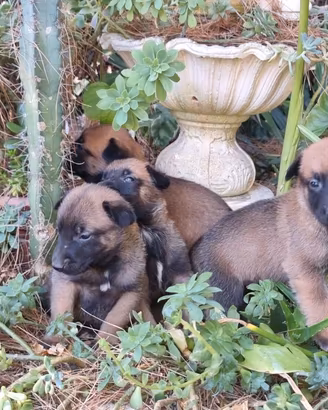 Cuccioli Pastore Belga Malinois a Caserta