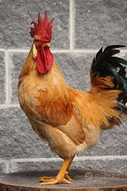 Gallina bionda piemontese