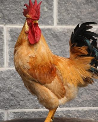 Gallina bionda piemontese