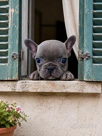 bulldog francese esotico 