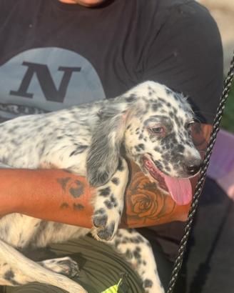Cucciolo Setter Inglese