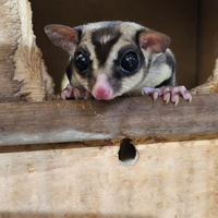 Petauri dello zucchero