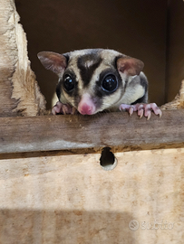 Petauri dello zucchero