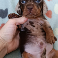 Cucciolo bassotto kaninchen arlecchino