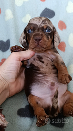 Cucciolo bassotto kaninchen arlecchino