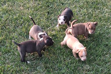 Pitbull cuccioli