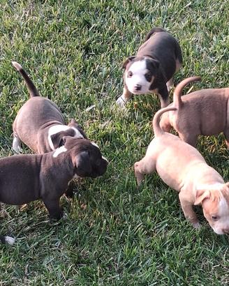 Pitbull cuccioli