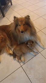 Pastore scozzese per monte