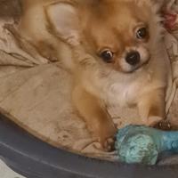 Chihuahua toy