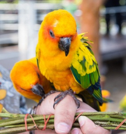 Conuri del Sole pulli