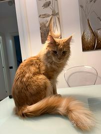 Maine coon giovane intero