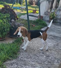 Beagle Pocket