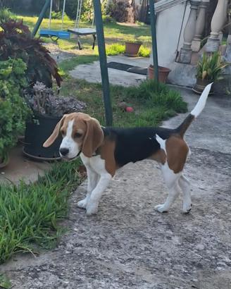 Beagle Pocket