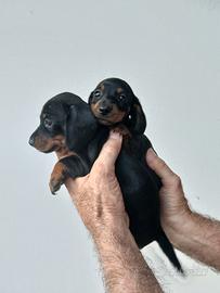 Cuccioli di bassotti
