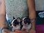 Immagine 4
