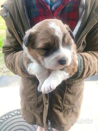 Cucciola Caucaso / bovaro del bernese