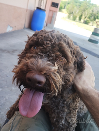 Lagotto Romagnolo