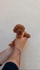 barboncino mini Toy Red/ albicocca xfine agosto 