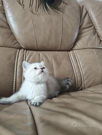 Silver shaded  cucciola  di British Shorthair 