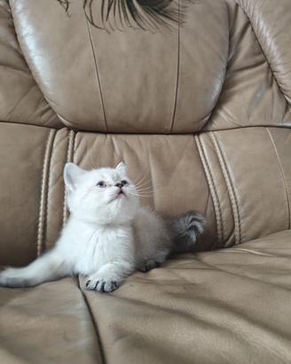 Silver shaded  cucciola  di British Shorthair 