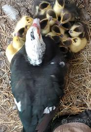 Anatroccoli anatra muta