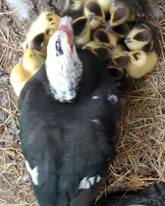 Anatroccoli anatra muta