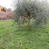 Ulivi 15 anni