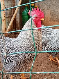 Galline ornamentali amrock
