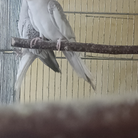 Coppia di calopsite riproduttiva di quasi due anni