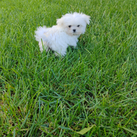 Cucciolo di maltese