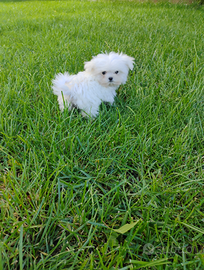 Cucciolo di maltese