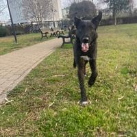 Dolcissimo cucciolo di 4 anni